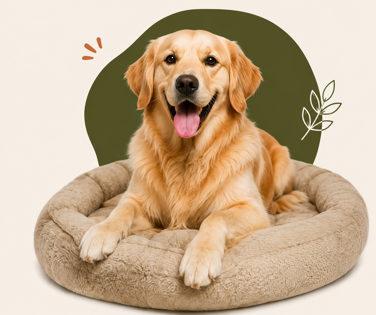 About Pimbo Paws