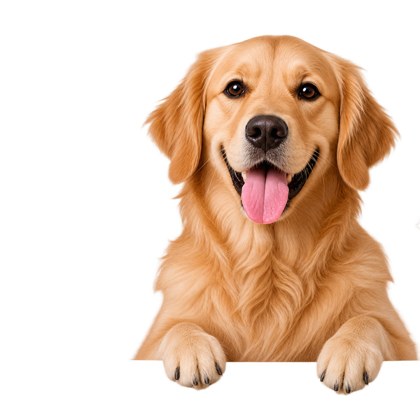<h2><strong>Pimbo Paws</strong> updates, just for you!</h2>